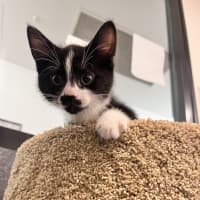 Photo of Milo