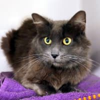 Photo of Smokey Sta013393