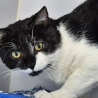 Photo of Simon