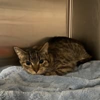 Photo of Ginger Baker & Hazel Nutten Hut