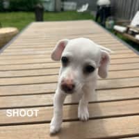 Photo of The Chihuahua Puppies!