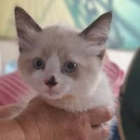 Photo of Huckleberry