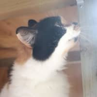 Photo of Heidi   Now At Pet Quarters Thornton