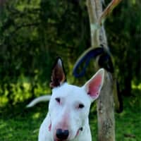 Photo of Brutus