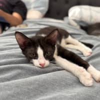 Photo of Olive