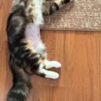 Photo of Molly   Available At Pe Tquarters Glendale