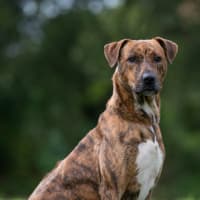 Photo of Remy