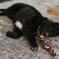 Photo of Daisy (Dipsy)