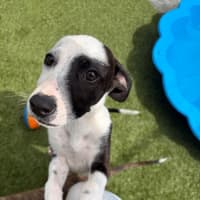 Photo of D1277 Penny