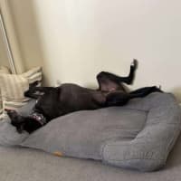 Photo of Panda, The Greyhound