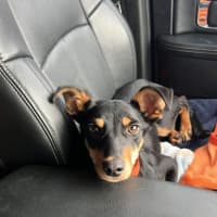 Photo of Toby 