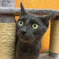 Photo of Pepper