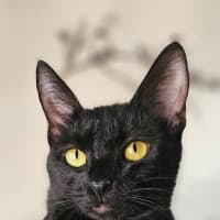 Photo of Violet