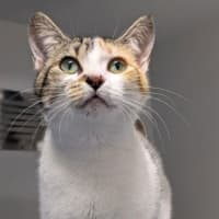 Photo of Possum