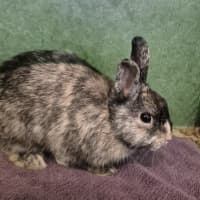 Photo of Skittle (Bonded With Twizzler)