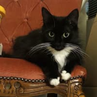 Photo of Yoko   Located In Carlton