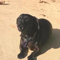 Photo of Luna
