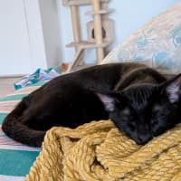 Photo of Basil   In Foster Care In Glenroy