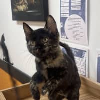 Photo of Pheobe