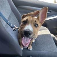 Photo of Archie (0044)