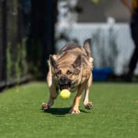 Photo of Stella Imp 10