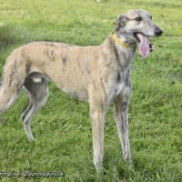 Photo of Tiger Racing Name Nyngan Tiger