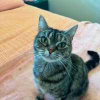 Photo of Birdie   In Foster Care In Richmond