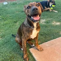 Photo of Chestnut (Chester)