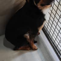 Photo of Gus
