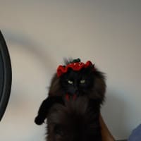 Photo of Rollie