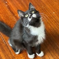 Photo of Poppy 