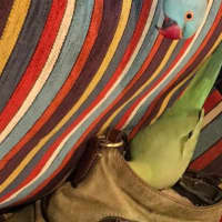 Photo of Bilbo And Fish