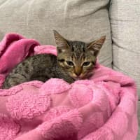 Photo of Tinkerbell
