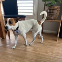 Photo of Mila   5 Year Old Jack Russell Terrier X