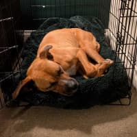Photo of Athena