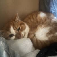 Photo of Cheeto