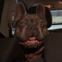 Photo of Arnie   4 Year Old French Bulldog