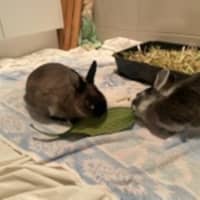 Photo of Alex & Dobbie