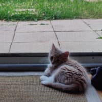 Photo of Daisy (Was Bonnie )