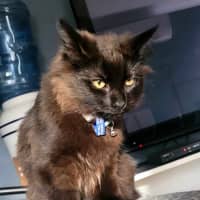 Photo of Minch   6 Month Old Domestic Mediumhair