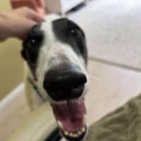 Photo of Perdita, The Greyhound