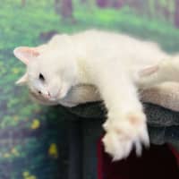 Photo of Alaska   Located In Preston