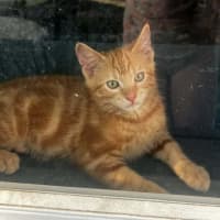 Photo of Fawkes 