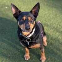 Photo of Bella