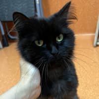Photo of Kitty