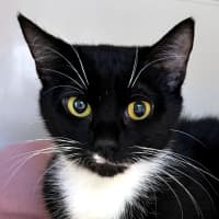 Photo of Cherry Sta014311