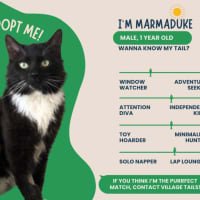 Photo of Marmaduke