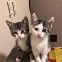 Photo of Oreo