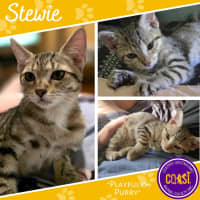Photo of Stewie