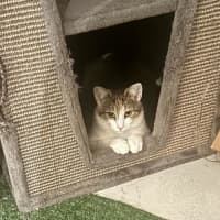 Photo of Lady